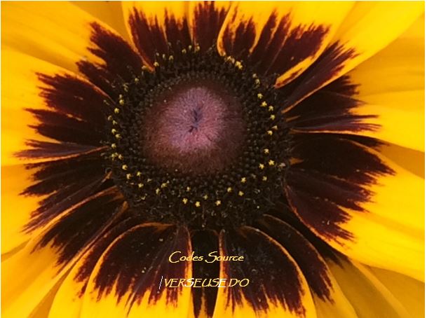 Soleil noir